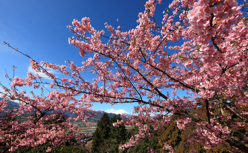 Cherry blossom in Japan